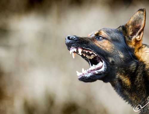 Dog Bite Laws in Georgia: What You Need to Know About Liability